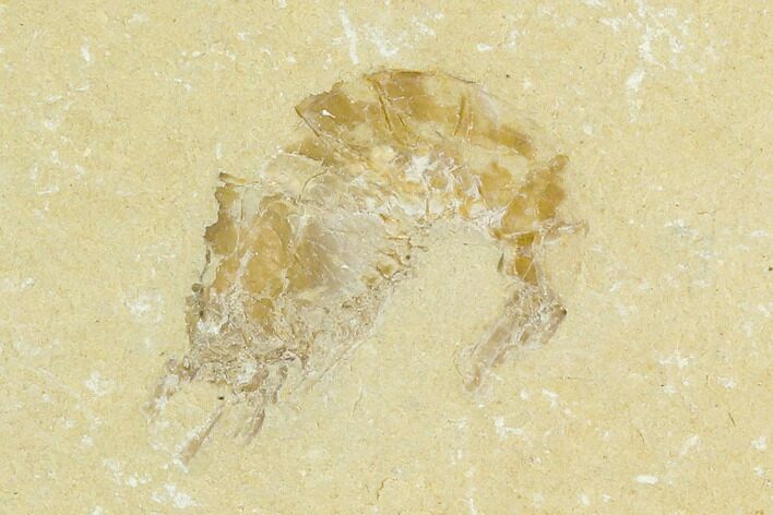 Cretaceous Fossil Shrimp - Lebanon #123932